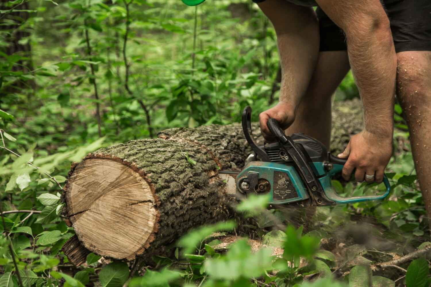 Best Tree Root Removal  in USA